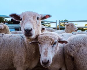 capacitacion-ovina-alem-1