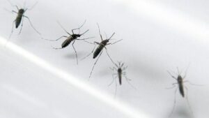 mosquito-aedes-aegypti-zika-chikungunya-dengue-foroambientalcom_mx-mexico-6hl8quvehhq0