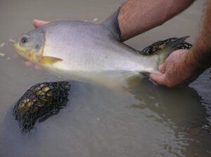 piscicultura-peces-pescado-estanques-productores-de-peces-9