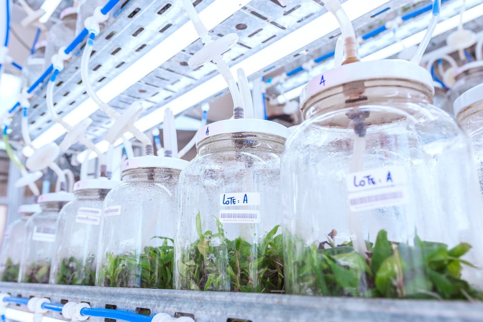 biorreactores que aceleran la producción de alimentos