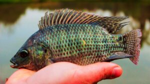 Comercionalizacion-pescado-misionero-3-2048x1150