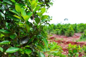 Yerba-Mate-01-2048x1365