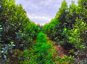 Yerba-mate-organica-01