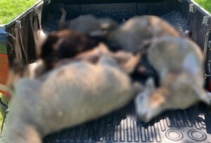 ataque-a-ovejas-e1776896419200