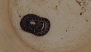 ibora-en-una-escuela-e1776726753446