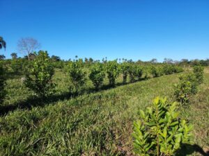 Anna-Parck-yerba-mate-organica-2-2
