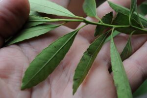 Ilex-Dumosa-Imagen-