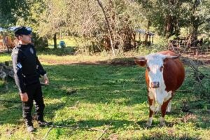 Vaca-raptada-e1779203088285