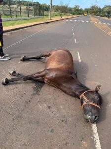 caballo-muerto