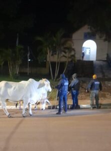 detienen-a-cuatrero