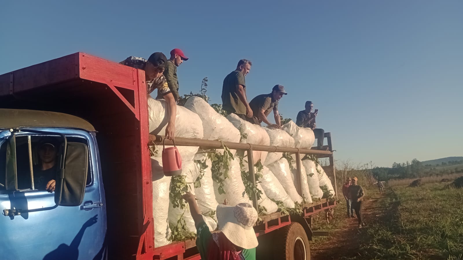 Productores yerbateros