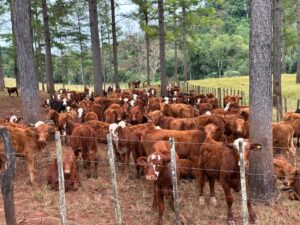 27-Garrapata-Bovina-3