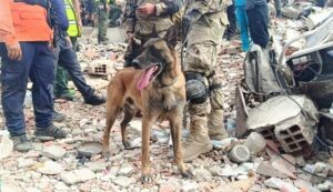 bart-perro-rescatista