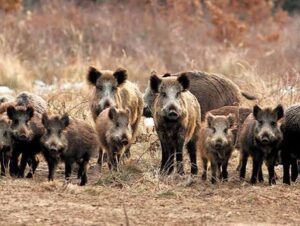 jabalies-en-el-ibera