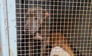 pitbulls-considerados-agresivos-1-e1781787007649