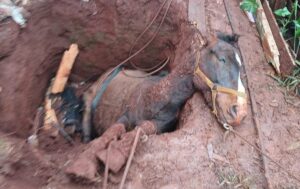 rescatan-a-un-caballo-e1781313187876