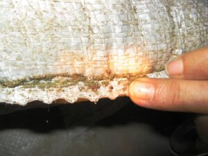 35-Gorgojo-Costura-de-bolsas-con-polvo-es-posible-reservorio-Se-marca-adultoJPG