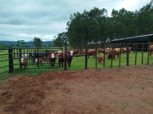 36-Extension-y-Ganaderia-Alto-Uruguay-4