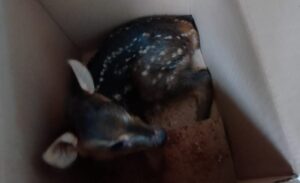 rescatan-a-un-venado-e1784344679599
