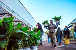 ENVIO-PLANTINES-BANANO-15-2048x1365