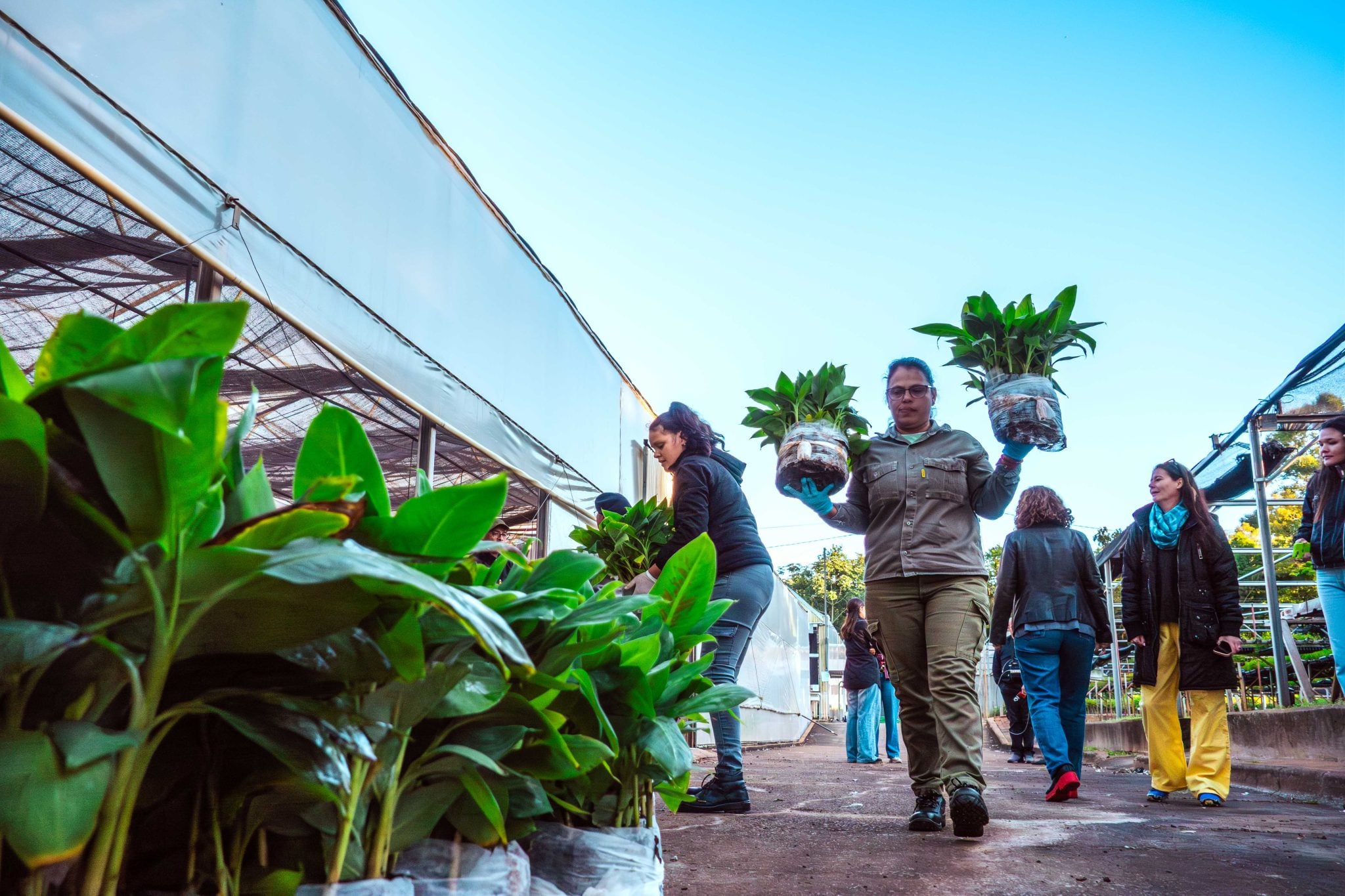 200 mil plantines de banano a Salta