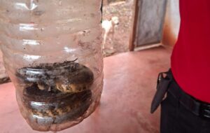 hallan-serpiente-en-una-casa-e1787093490726