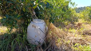 yerba-con-glifosato