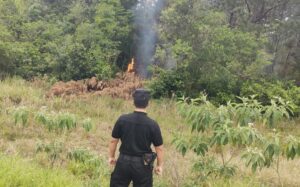 incendio-de-un-pinar-e1789763587618