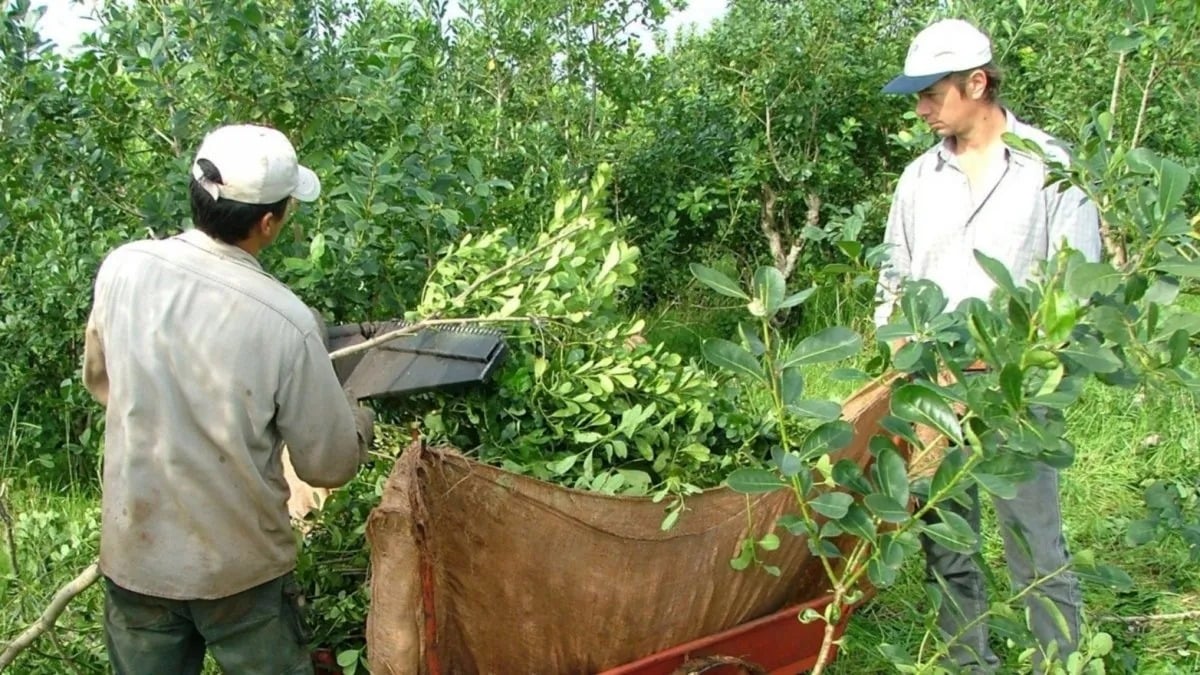 Crisis de la yerba mate